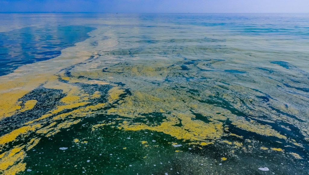 8 organismos invisíveis que mantêm o planeta funcionando