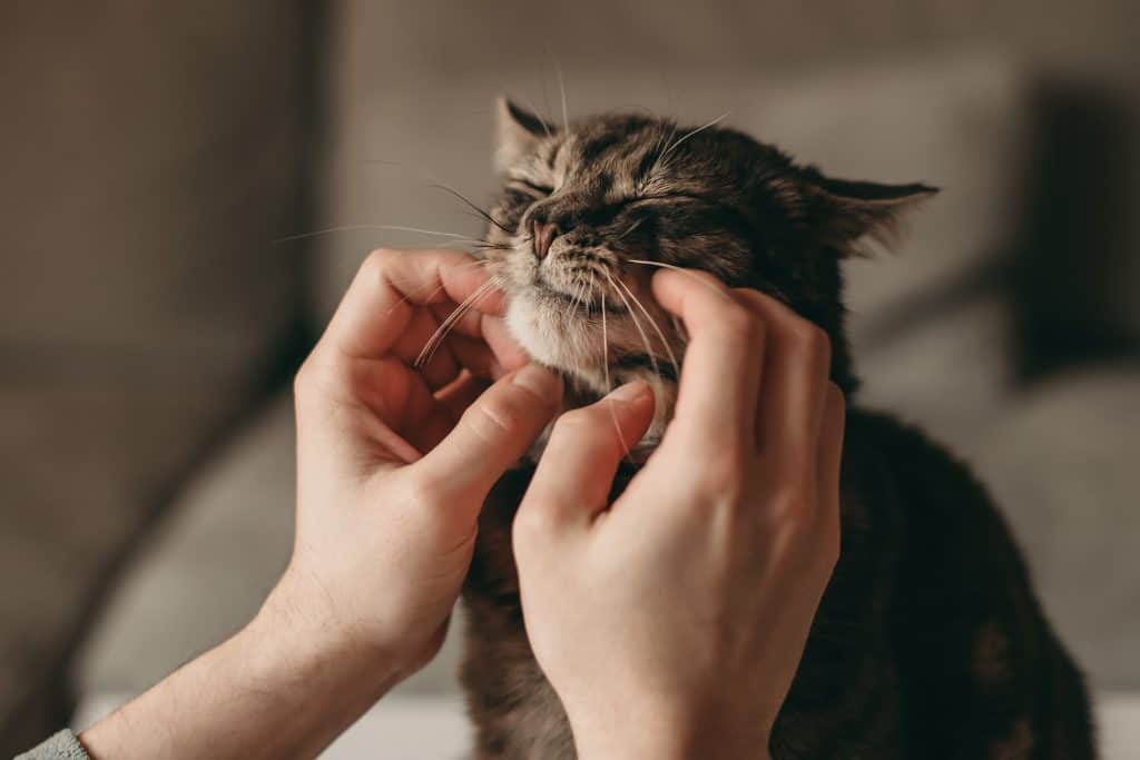 Gatos estão ajudando a desvendar a genética do câncer